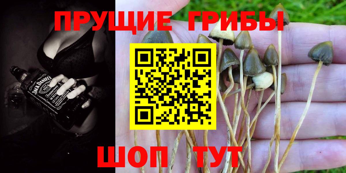 Псилоцибиновые грибы Psilocybine cubensis Ульяновск